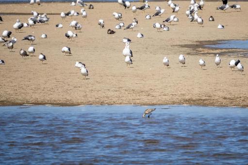 ウミネコの若鳥⑽ 鳥,ウミネコ,若鳥の写真素材