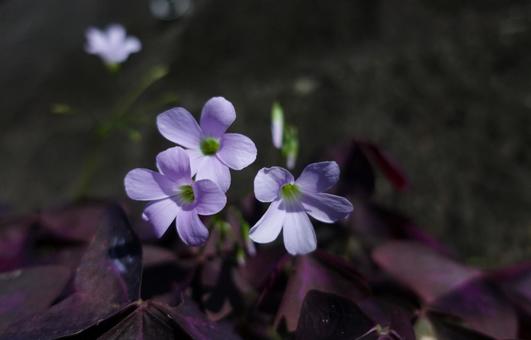 ムラサキカタバミ ムラサキカタバミの写真
