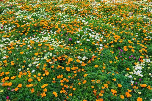 Seasonal Flowers, JPG Seasonal Flowers, JPG