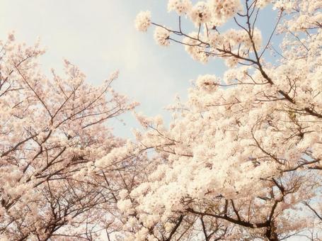 さくら さくらの写真