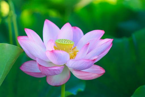 蓮の花 蓮の花の写真