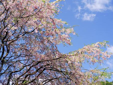 桜のある風景 桜のある風景 桜,サクラ,花の写真素材
