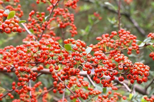 サンザシの実 サンザシ,山査子,果実の写真素材