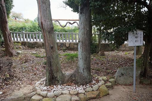 パワースポット 市杵島姫神社⑫ 夫婦杉 パワースポット 市杵島姫神社⑫ 夫婦杉の写真