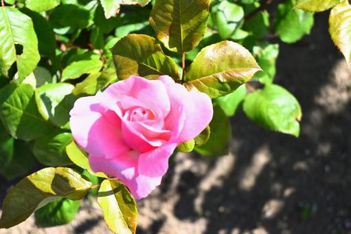 ピンクのバラの花 ピンクのバラの花 バラ,ピンク,花の写真素材