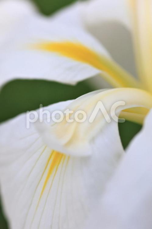 菖蒲 花,菖蒲,花ショウブの写真素材