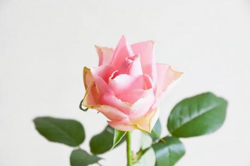 ピンクのばら ピンク,ばら,薔薇の写真素材