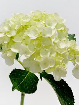 白色のアジサイ 白色のアジサイ アジサイ,花,植物の写真素材