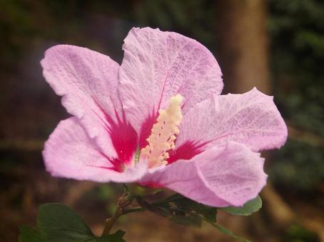 ムクゲの花2 ムクゲ,花,植物の写真素材