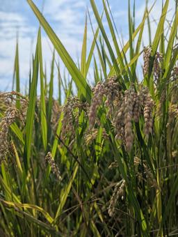 稲穂 稲,稲穂,お米の写真素材