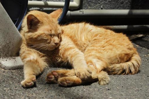 ねこ ねこ のらねこ,にゃんこ,可愛いの写真素材