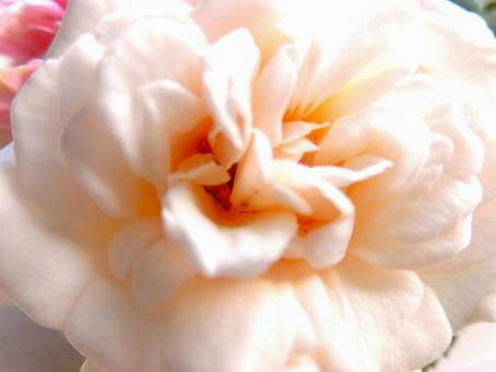 Photo, rose, flowering, to color, 