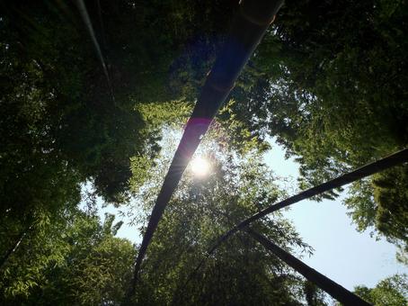 竹林 竹林の写真