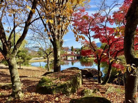 秋の昼間の紫式部公園　11月　紅葉 11月,昼間,カラフルの写真素材