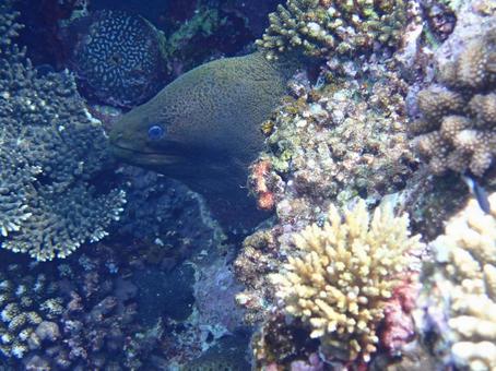 ドクウツボ ドクウツボ 海,沖縄,シュノーケリングの写真素材