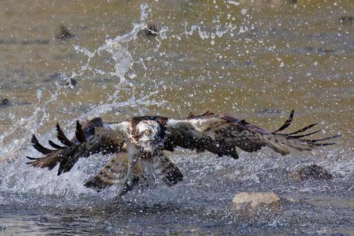 水をまき散らすミサゴ ミサゴ,鶚,ウオタカの写真素材