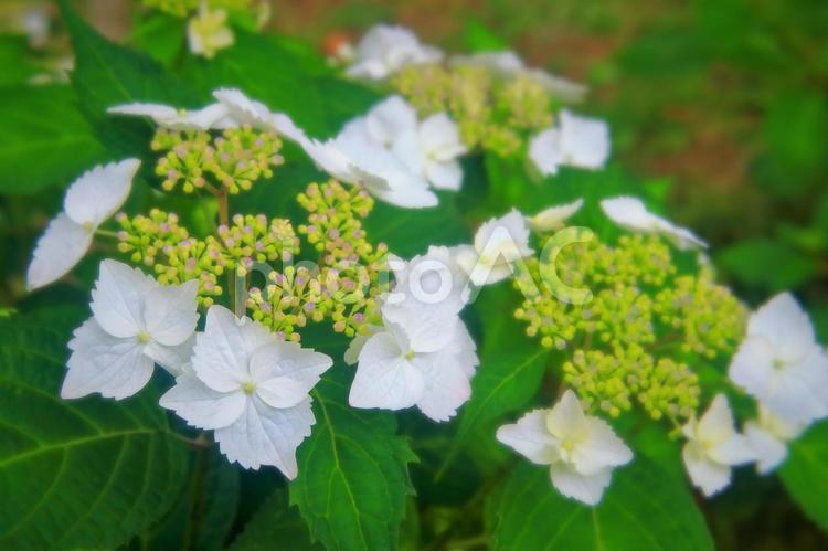 爽やかな白色の額アジサイ 植物,花,紫陽花の写真素材