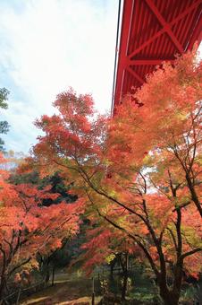 紅葉 紅葉の写真