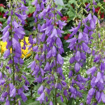 Campanula shrub flower, JPG