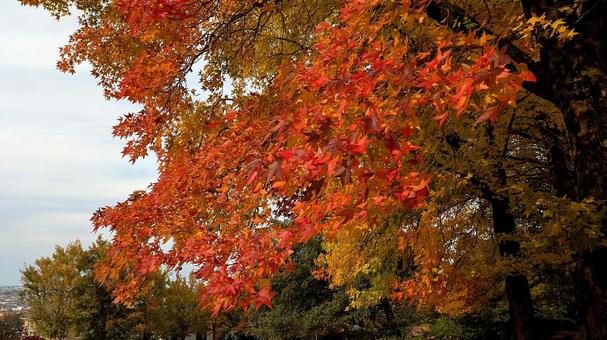 秋の気配が見えてきた紅葉 秋,モミジ,赤の写真素材
