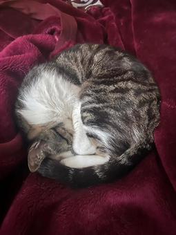 Photo, cat, animal, tiny, 