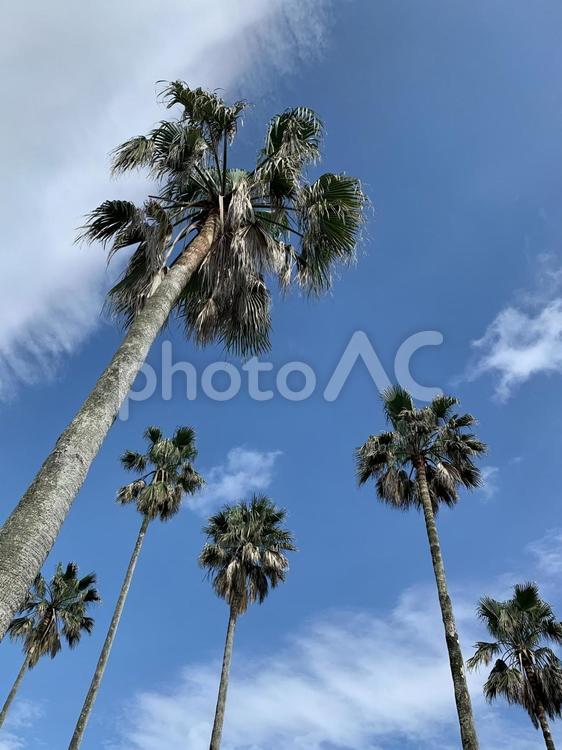 椰子の木と青空 ヤシの木,椰子の木,空の写真素材