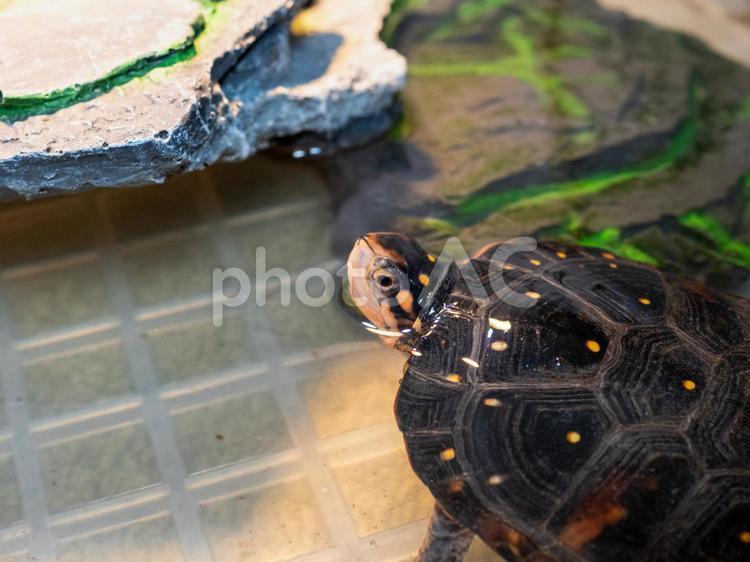 水面から顔を出すキボシイシガメ キボシイシガメ,カメ,かめの写真素材