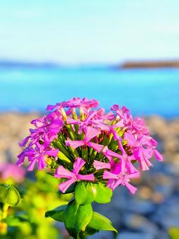 ピンクの花 ピンクの花の写真