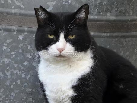 ドラム缶の前の猫の写真