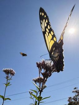 フジバカマとアサギマダラ アサギマダラ,フジバカマ,蝶の写真素材