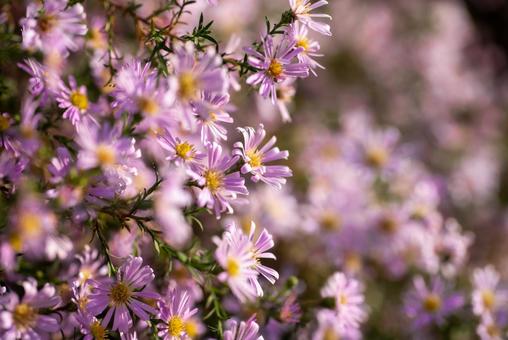 秋の小さな草花の写真