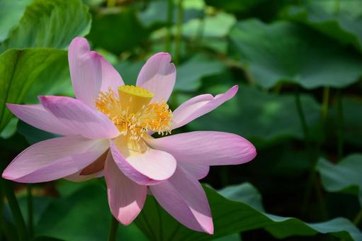 ピンク色の蓮の花 ピンク色の蓮の花 ハス,蓮,花の写真素材
