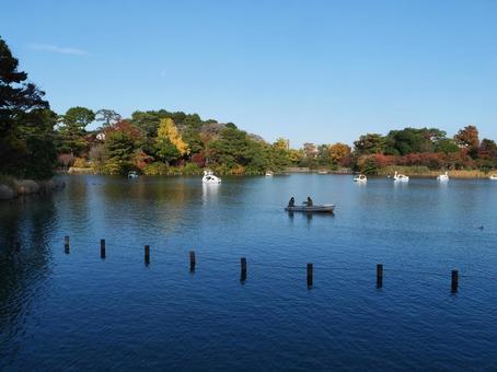 小池公園 池,大田区,小池の写真素材