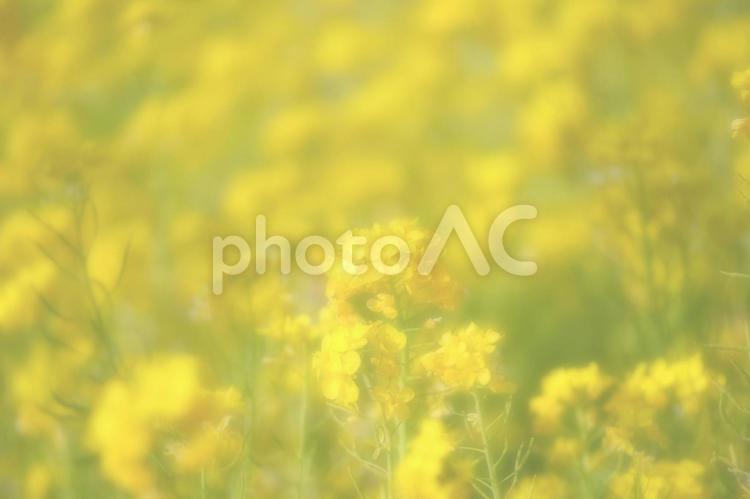 満開の菜の花畑（ふんわり） 菜の花,なのはな,ナノハナの写真素材