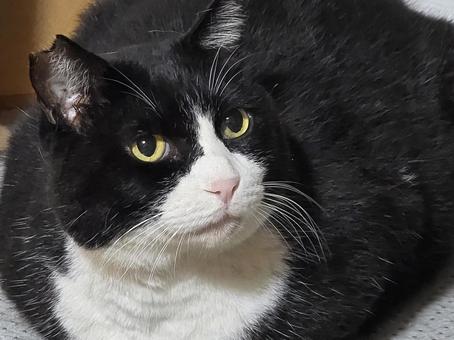 見つめる猫 猫,ネコ,地域猫の写真素材