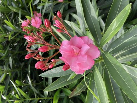 Oleander, JPG