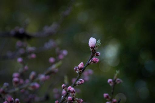 Photo, kwiaty, lei, peach, 