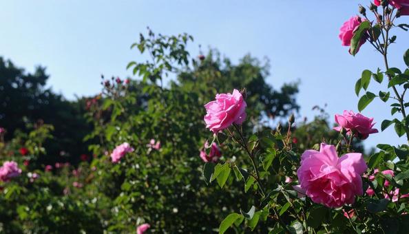 バラ園で咲く満開のバラ バラ園で咲く満開のバラの写真