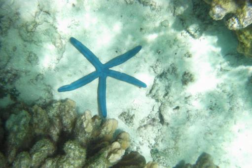 青いヒトデ 青いヒトデの写真