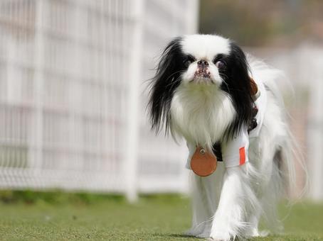 犬のポートレート 犬,狆,チンの写真素材