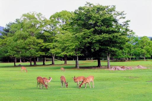 奈良の鹿_2 鹿,奈良公園,飛火野の写真素材