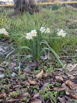 春を告げる可憐な水仙の花 水仙,白い花,春の写真素材
