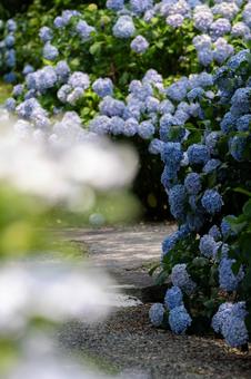 Tsumanogou Hydrangea Garden, JPG