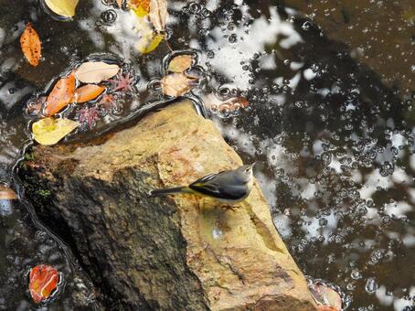 橋の下の岩にいるキセキレイ キセキレイ,鳥,鳥類の写真素材