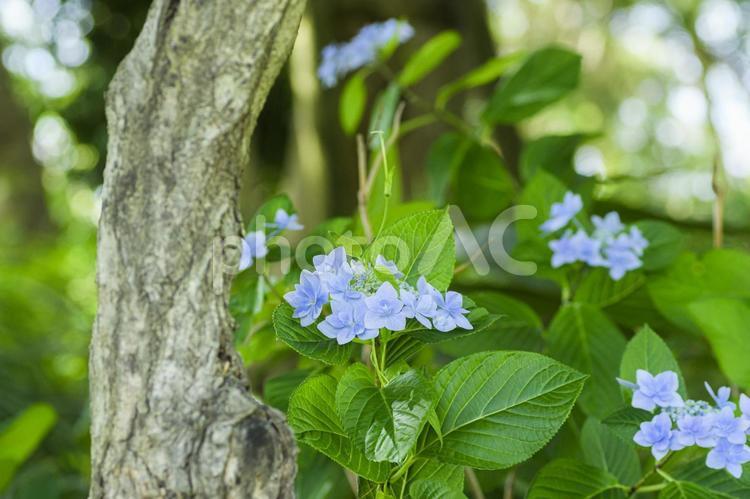ガクアジサイ 花,紫陽花,アジサイの写真素材