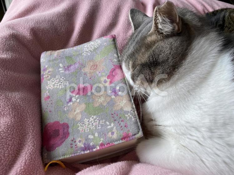 本に顔をうずめる猫 本,聖書,猫の写真素材