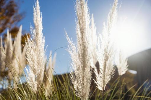 すすき 秋,ススキ,紅葉の写真素材