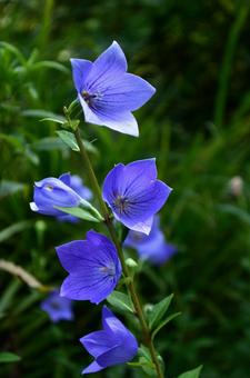 夏の花:キキョウ6 夏の花:キキョウ6の写真