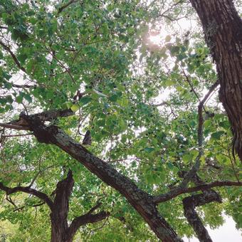 ナンキンハゼ ナンキンハゼ ナンキンハゼ,木,公園の写真素材