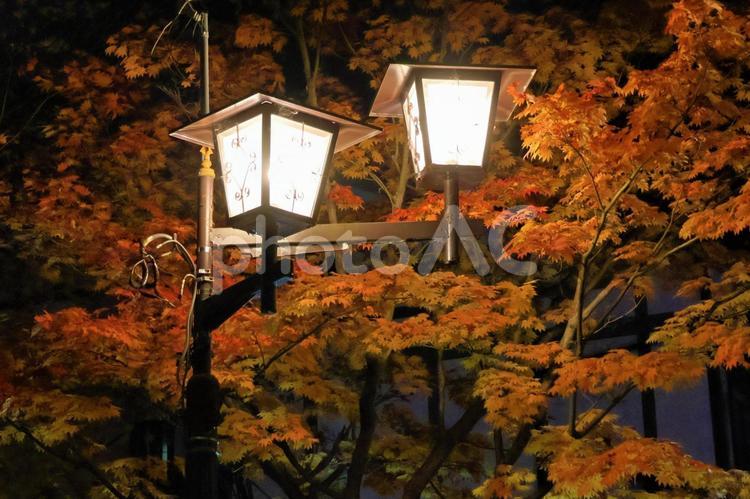 １１月上旬の草津温泉の夜景の紅葉 背景,紅葉,葉の写真素材